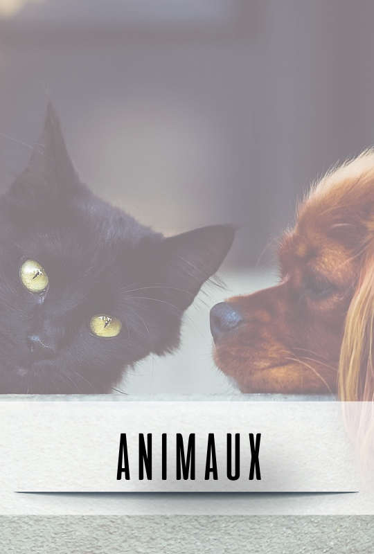 parents-theme-general-animaux-672a688f7e3f0290493614.png