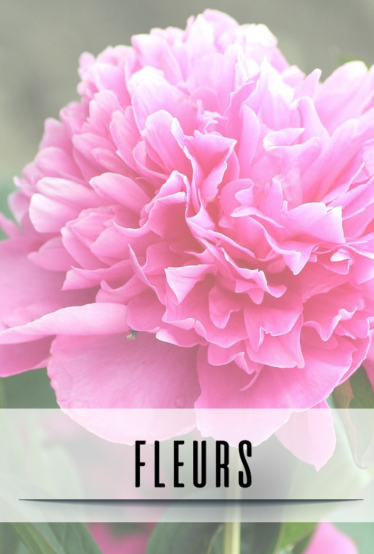 parents-theme-general-fleurs-672a69173cfa6214763966.png